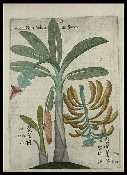 Flora-Sinensis-1656-Bananes-M.P.Boym_