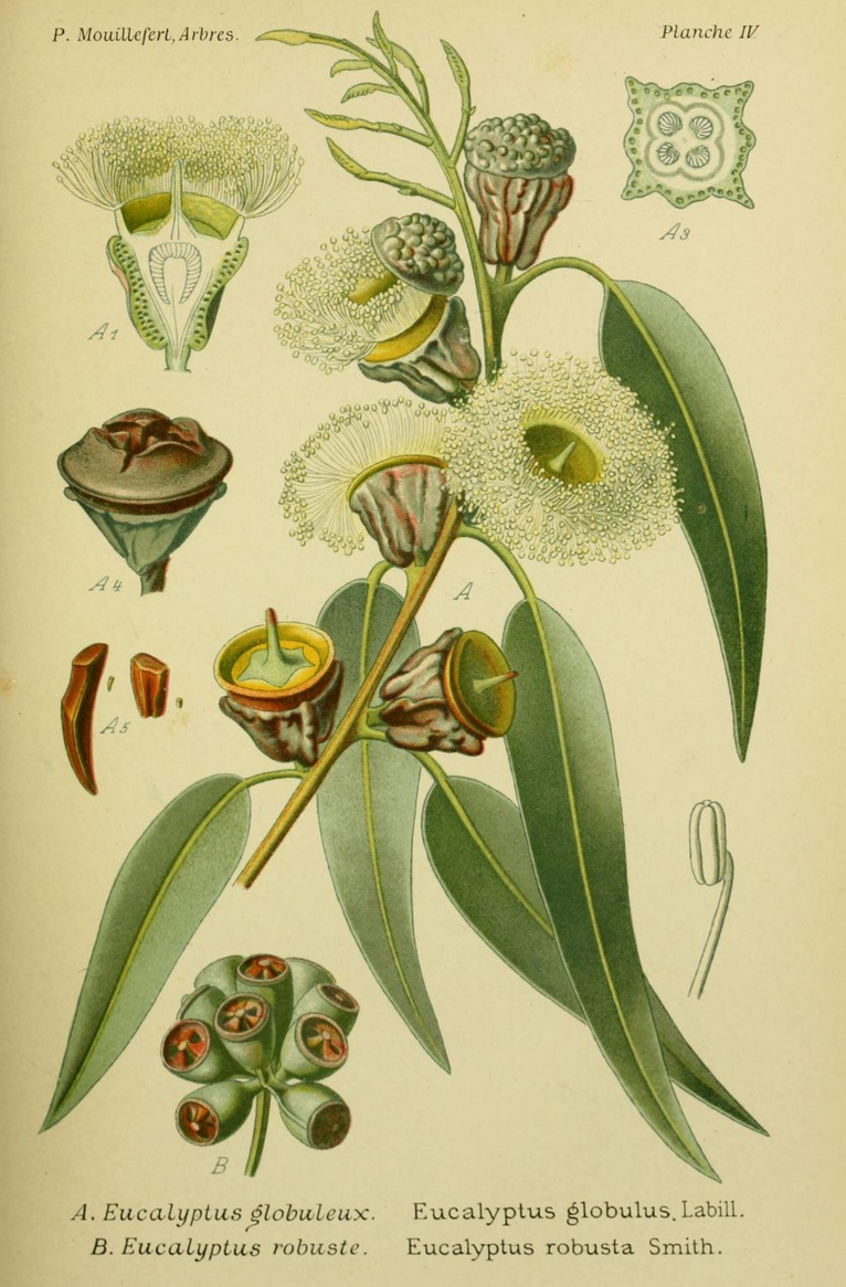 eucalyptus botanique