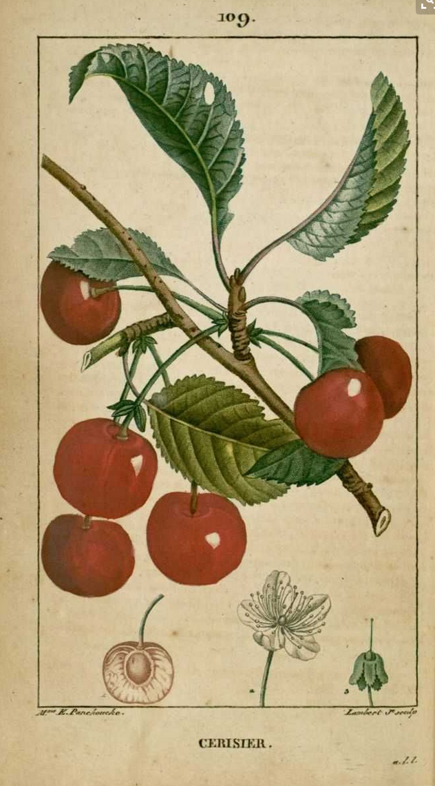 cerisier botanique